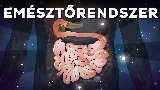 Az emésztőrendszer titkos világa: így zajlik az emésztés csodája