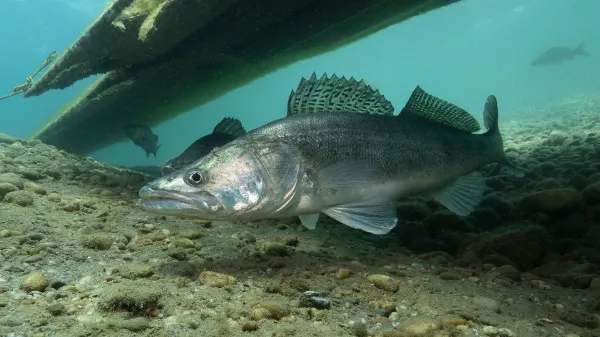 Süllő tilalom 2026: Fontos szabályok a rablóhalas szezonban