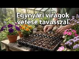 Tavaszi virágvetés titkai: így indul a petúnia és a bársonyvirág palántanevelése