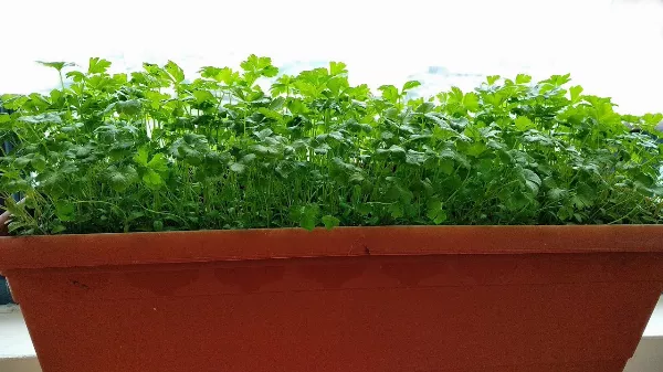 Petrezselyem termesztése cserépben: az erkély rejtett zöld kincse